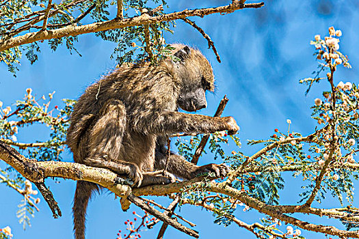 东非狒狒,坐,伞,刺槐,纳库鲁湖国家公园,肯尼亚,非洲