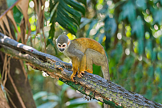 松鼠猴,亚马逊,巴西,南美