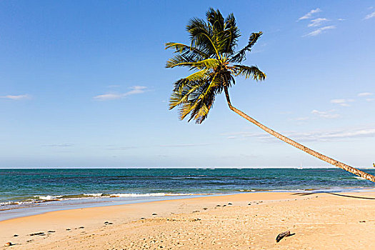 孤单,椰树,海滩,干盐湖,多米尼加共和国,加勒比