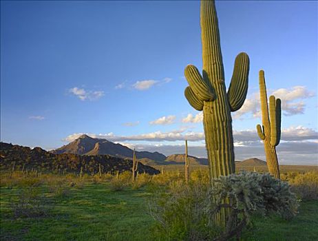 树形仙人掌,巨人柱仙人掌,仙人掌,正面,山峦,顶峰,州立公园,亚利桑那