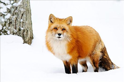 红狐,狐属,雪地,巴伐利亚,德国