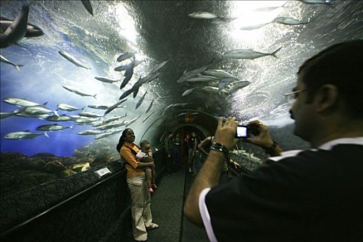 新加坡,水下世界,圣淘沙,巨大,水族箱,长,隧道