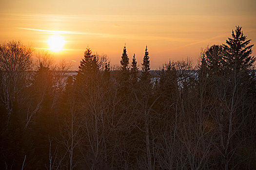 日落,金色,天空,树,前景,省立公园,曼尼托巴,加拿大
