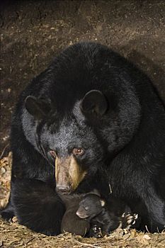 黑熊,美洲黑熊,母兽,3星期大,幼兽,一个,棕色,阶段,黑色
