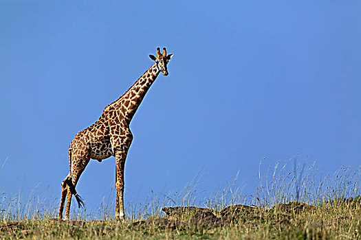 长颈鹿,蓝天,马赛长颈鹿,马塞马拉野生动物保护区,肯尼亚