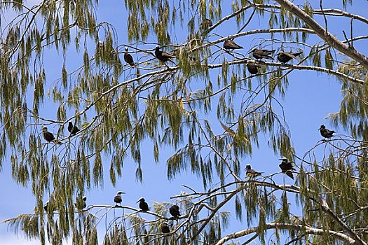 燕鸥,树上,昆士兰,澳大利亚