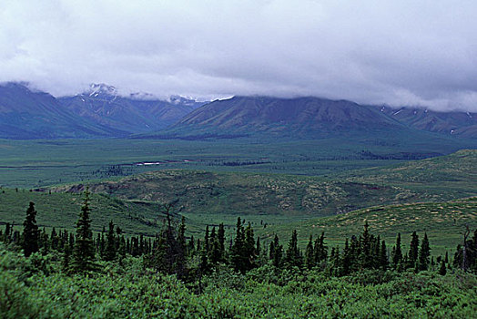 美国,阿拉斯加,德纳里峰国家公园,针叶林带