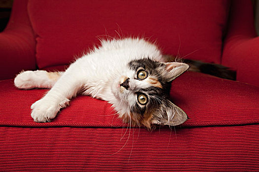 小猫,红色,沙发,躺着