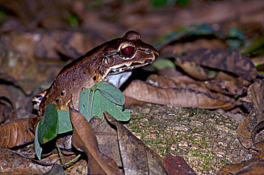 青蛙,奥撒半岛,蓬塔雷纳斯省,哥斯达黎加,中美洲