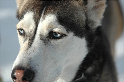 哈士奇犬,头像