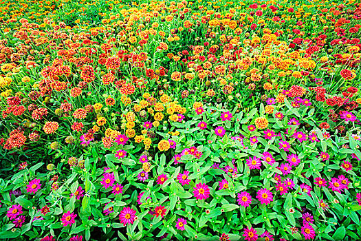 彩色,花园,尼亚加拉,植物园,尼亚加拉瀑布,加拿大