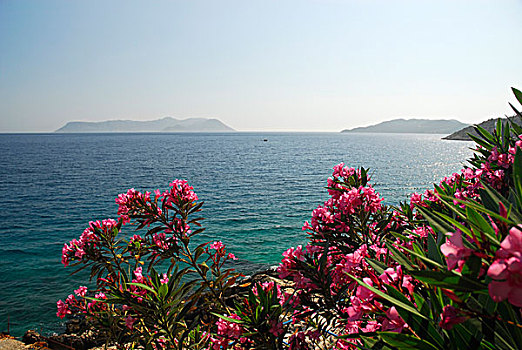 风景,希腊,岛屿,粉色,夹竹桃,利西亚,海岸,安塔利亚,省,地中海,土耳其,欧亚大陆