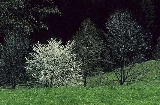 开花树,上巴伐利亚,德国