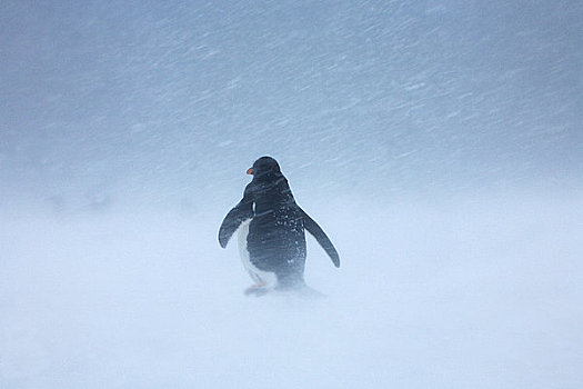 巴布亚企鹅,暴风雪,岛屿,南,奥克尼群岛,南极