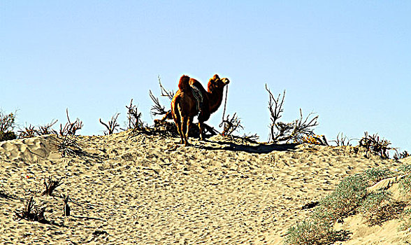 内蒙额济纳沙漠中的骆驼
