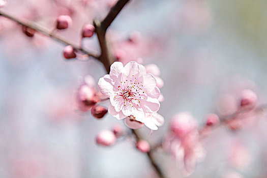 花草