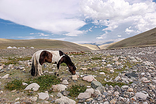 亚洲,西部,蒙古,省,河谷,家养,马,放牧