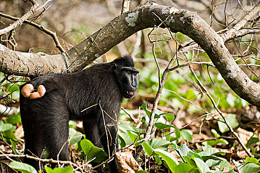 弥猴属,树林,国家公园,苏拉威西岛,印度尼西亚,亚洲