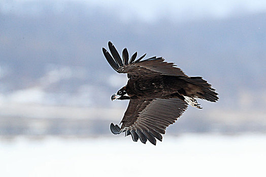 飞翔的秃鹫
