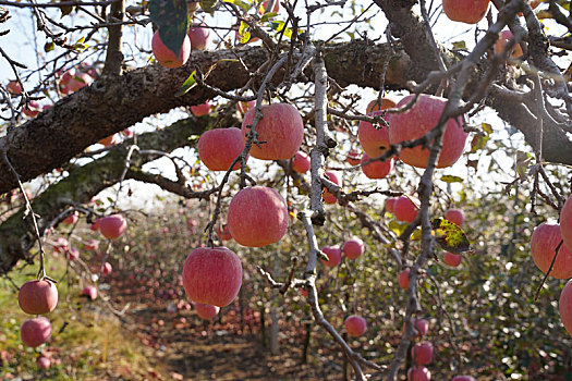 红苹果挂满枝头惹人爱怜,美丽乡村果园成摄影师网红打卡地