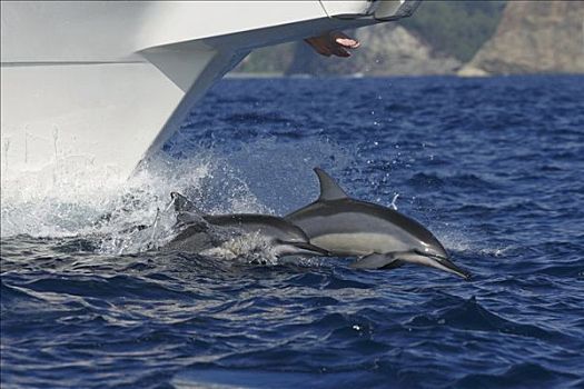 飞旋海豚,长吻原海豚,一对,船首,骑,岛屿,日本