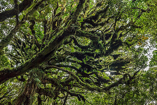 树,遮盖,密集,苔藓,雨林,艾格蒙特国家公园,塔拉纳基,北岛,新西兰,大洋洲