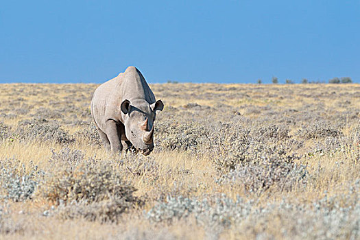 黑犀牛,雄性,走,干草,埃托沙国家公园,纳米比亚,非洲