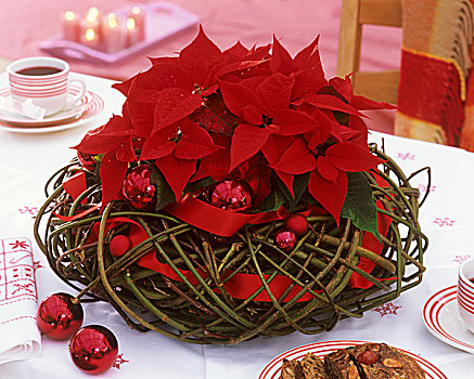 一品红,柳树,花环,圣诞节饰物
