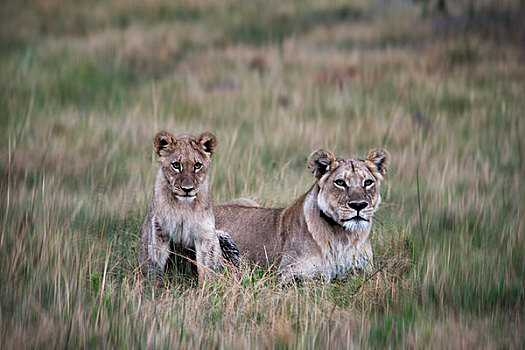 雌狮,幼兽,互动,草丛,博茨瓦纳,非洲,大幅,尺寸