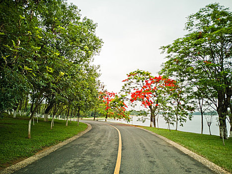 树林中弯曲的道路