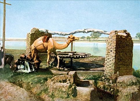 骆驼,路克索神庙,埃及,20世纪,艺术家,未知