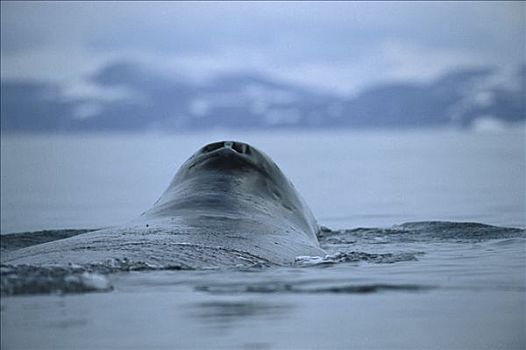 弓头鲸,呼吸孔,巴芬岛,加拿大