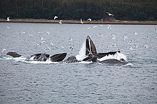 驼背鲸,大翅鲸属,鲸鱼,阿拉斯加,美国
