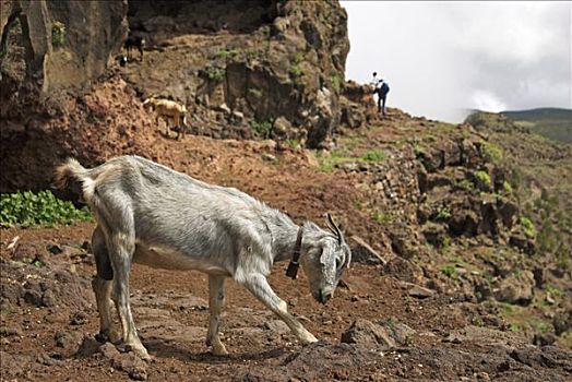 山羊,阻挡,徒步旅行,加纳利群岛,西班牙,欧洲