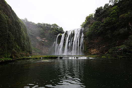 黄果树