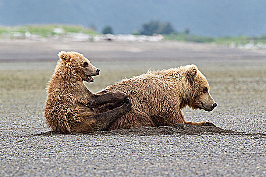 棕熊,母熊,一岁,幼兽,休息,卡特麦国家公园,阿拉斯加,美国