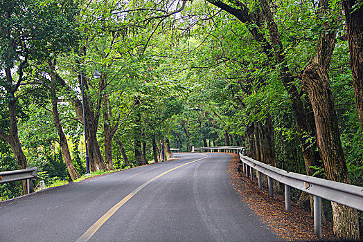 古树,林荫道