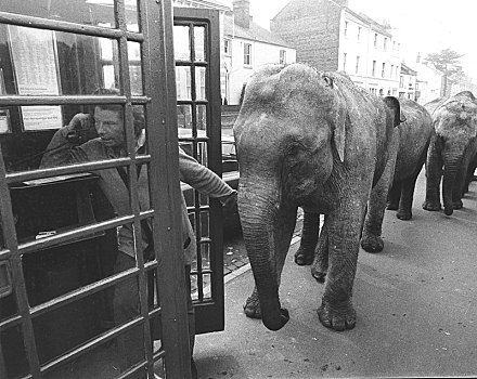 大象,正面,电话亭,英格兰,英国