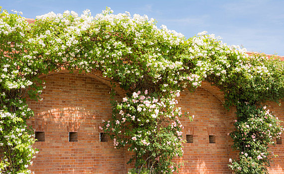 白色,花,攀缘蔷薇,砖墙