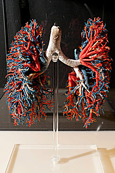 样本,分配,白色,肺,动脉,蓝色,脉络,红色