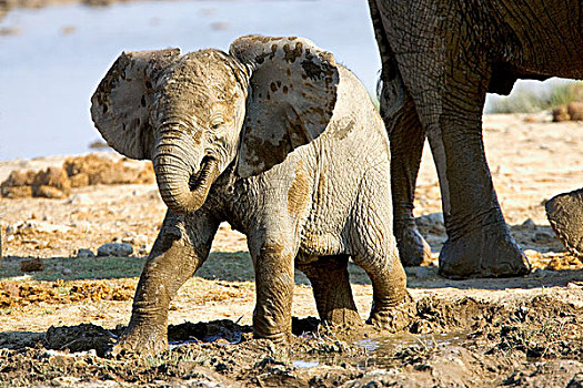 纳米比亚,非洲,幼仔,非洲象,胜地