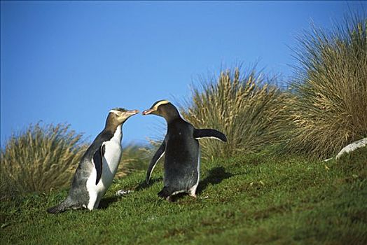 企鹅,一对,通勤,窝,隐藏,密集,植被,沙,岛屿,奥克兰,新西兰