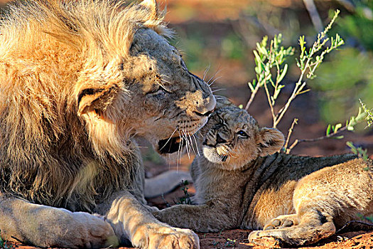 狮子,雄性,幼兽,四个,禁猎区,卡拉哈里沙漠,南非,非洲