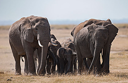 非洲大象088