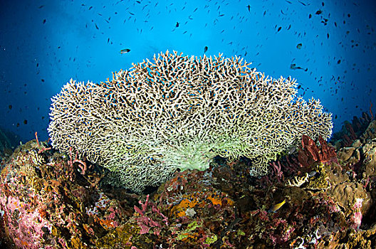 下面,桌子,珊瑚,巴布亚新几内亚