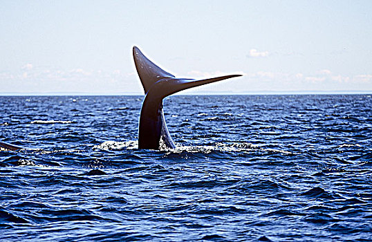 北方,露脊鲸,芬地湾,新布兰斯维克,加拿大