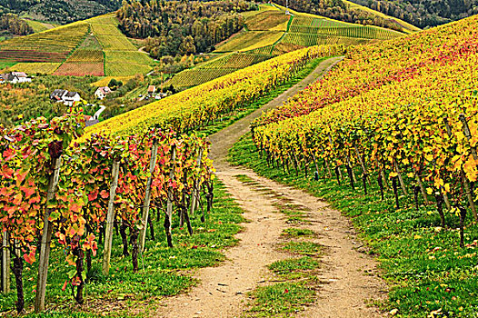 葡萄园,风景,巴登,葡萄酒,路线,巴登符腾堡,德国
