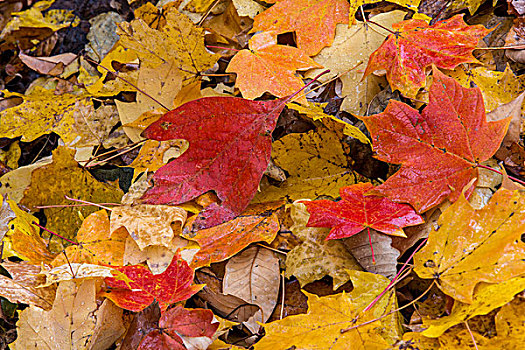 橡树,枫叶,地上,秋色,褐色,州立公园,靠近,纳什维尔,印地安那,美国
