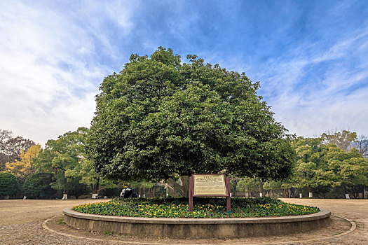 金陵桂花王,南京灵谷景区