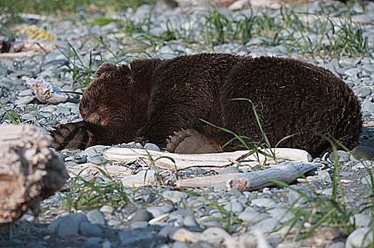 科迪亚克熊,棕熊,休息,海岸,阿拉斯加,美国